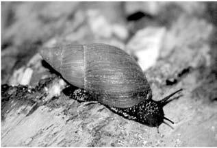 Invertebrate conservation case studies Case Study 1: Lord Howe Placostylus Placostylus bivaricosus The Placostylus (Family Bulimulidae) is a genus of large, ground-dwelling land snails found in the