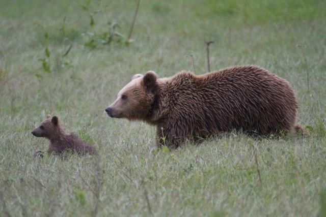 Brown bear (Ursus arctos) status- Greece.