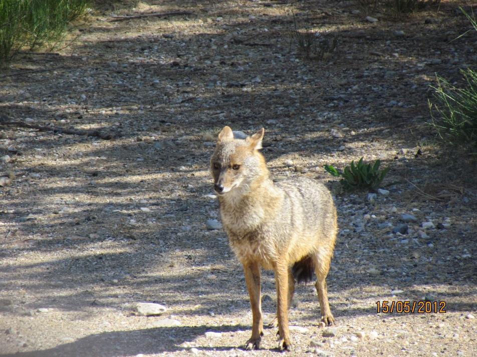 Golden jackal (Canis aureus) status- Greece.