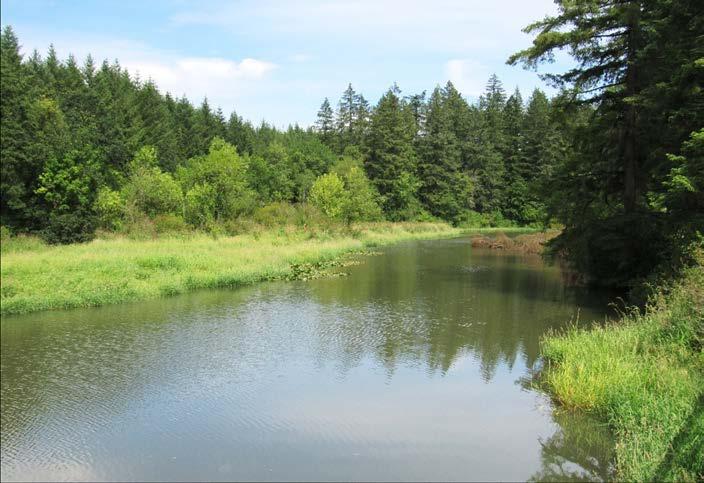 IV. Preserve and Restore High Quality Native Habitats Lacamas Lake and the surrounding watershed provides outstanding habitat for native plant communities and wildlife.