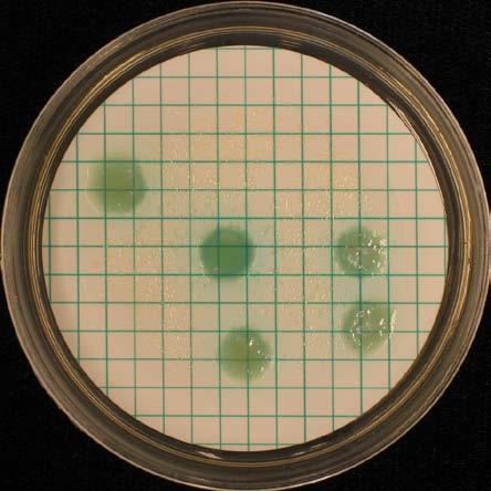 1 ml m-enterococcus Agar, 37 C