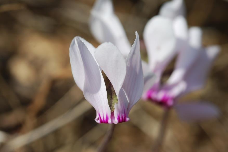 A chance to draw and photograph these beautiful flowers in situ. Cyclamen graecum ssp graecum grows wild in abundance Lunch at Vacchus taverna with a warm welcome from Dimitri and Sotiris.