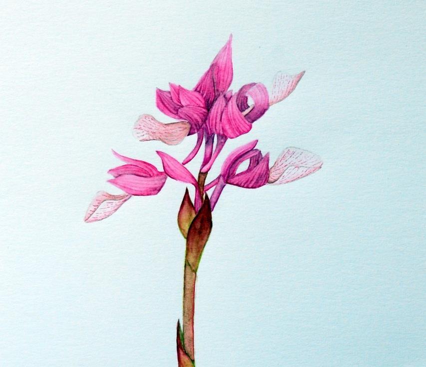 Detail of endemic Orchis papilionacea ssp alibertis Julia Jones Julia is a botanical artist, who taught us watercolour painting one day at her beautiful Cretan village stone-house, the next day under