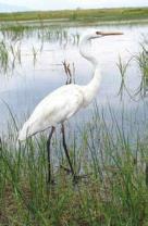 Prespa Lake & Ezerani nature values and importance First Ramsar site (1996) Important Bird