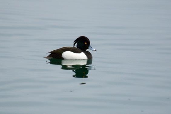 species recorded in Ezerani reserve and Prespa Lake presents 66% country's avifauna