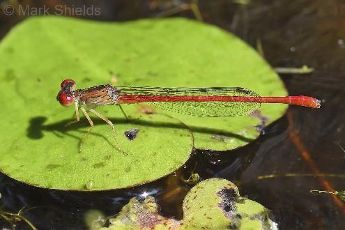 Conservation, Restoration and Biology Duckweed Firetail Darter Damselfly Photo Credit Dr.