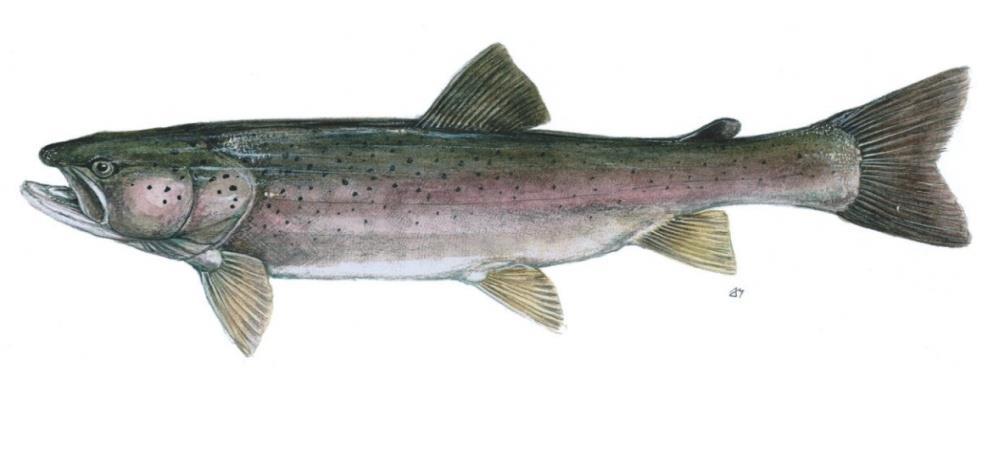 Population and habitat conservation of Danube salmon (Hucho hucho) in