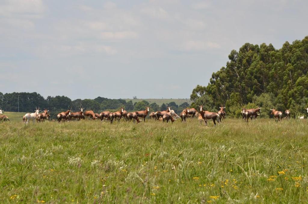 GAME Game Quantity Blesbucks 150 Black Wildebeests 25 Zebras 4 Deer 5 Red Hartebeest 6 Pregnant Oryx 3 Copper Springbuck