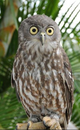 Barking owl Conservation status: