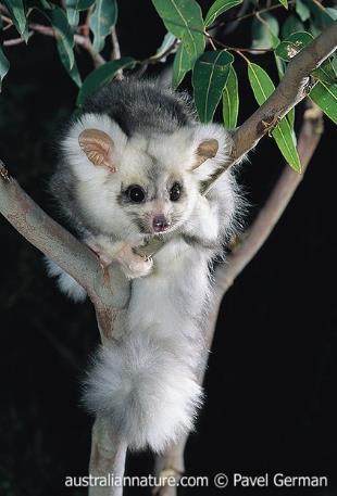 Greater glider Conservation
