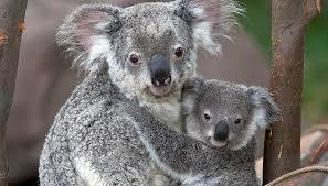Koala Conservation