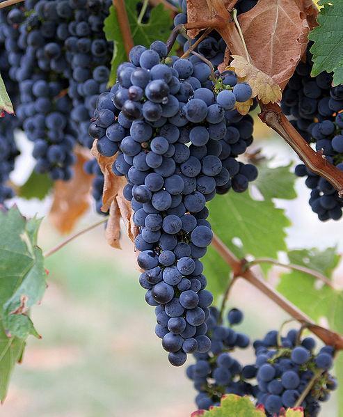 , "Antioxidant properties of grape seed extract on