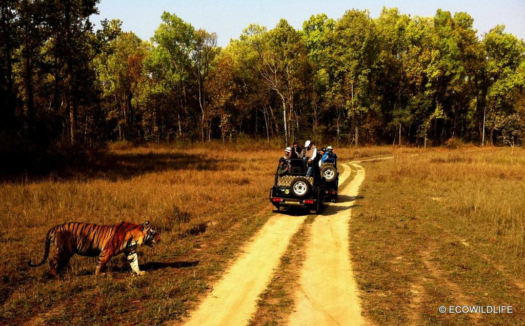 Day 6 RANTHAMBHORE In the morning and afternoon will enjoy a private jeep safari through the national park.