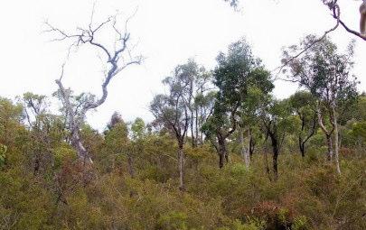 Urgent action is needed by the NSW Government The massive development pressures on Western Sydney s bushland remnants warrant an urgent response from the NSW Government.