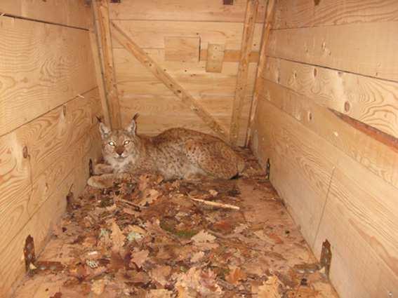 Close communication with the Balkan lynx monitoring members from Kicevo area resulted in regular reports of lynx being observed in the area.