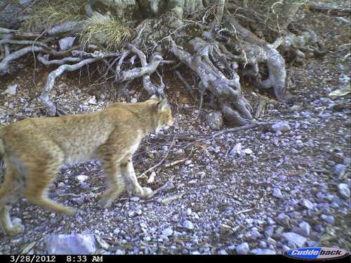 Balkan Lynx Recovery Programme Newsletter 01/2012 P a g e 3 our country.