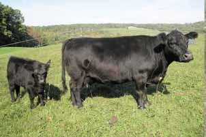 John s long-sided, good-uddered Flicka cow sells with a stylish August Gus heifer. This productive fi rst-calf heifer calved when she was 23 months old and is doing a great job.