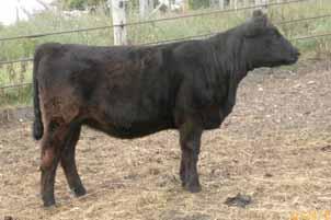 Her paternal brother was a part of the Champion Cow/Calf Pair as well. She is medium framed, straight topped and ready to breed to the bull of your choice.