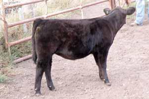Brandy is a nice, clean-made, feminine heifer with excellent mothering ability.