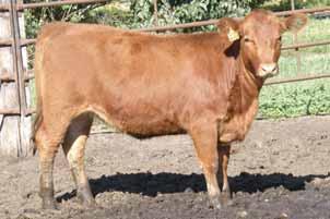 744 (AR) Glacier Rebala Red Angus x Red Simmental BTS Redwood G705 BTS Ms Molly M204M (SM) PS Lyn H802 Miss Chateau is a real sale highlight if you want to get started with the best red genetics.