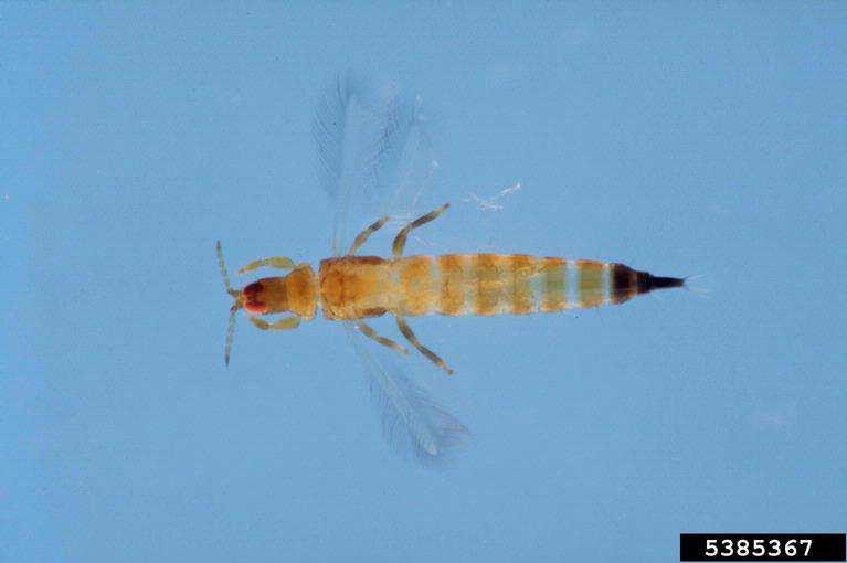 Figure 2. Holopothrips tabebuia adult in liquid, showing the bicoloured body and delicate wings Jeffrey W.