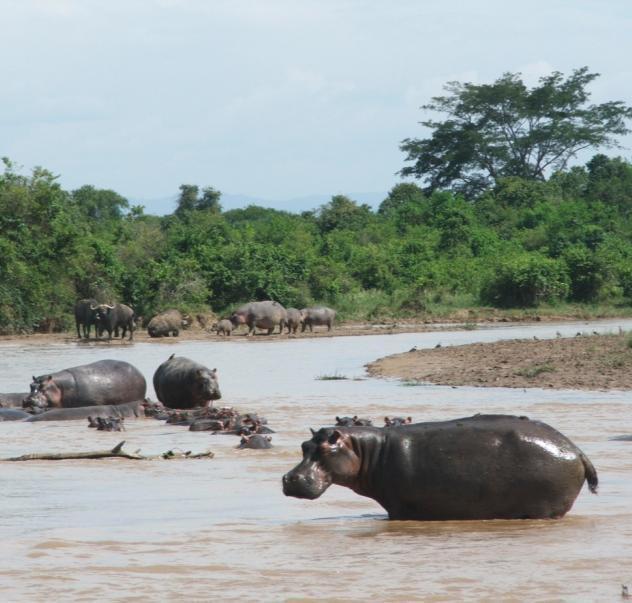 Maintain cross border cooperation Intensify patrols in areas of concentration of hippos Develop an intelligence network to reduce