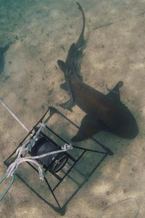 3 Elasmobranch and cetacean species around Cayman Cayman sharks and dolphins A nurse shark during underwater camera surveys. Nurse Shark.