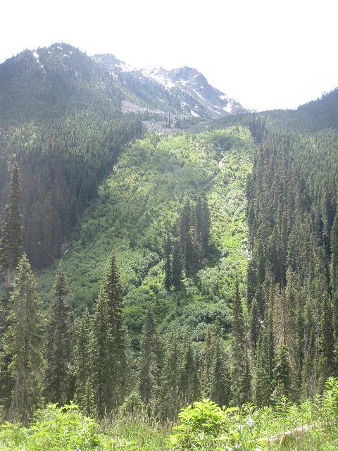 Large avalanche chute provides important bear habitat.
