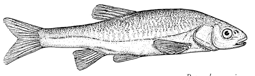 Cyprinid fish (Phoxinellus ghetaldii) Hawes (1939) gives an example of possible underground colonisation of the karst underground in the Popovo Polje.