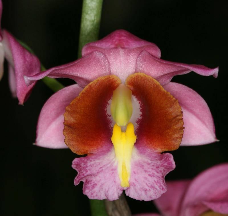 Plants submitted for American Orchid Society Judging must be entered between 6:30 pm and 7:00 pm.