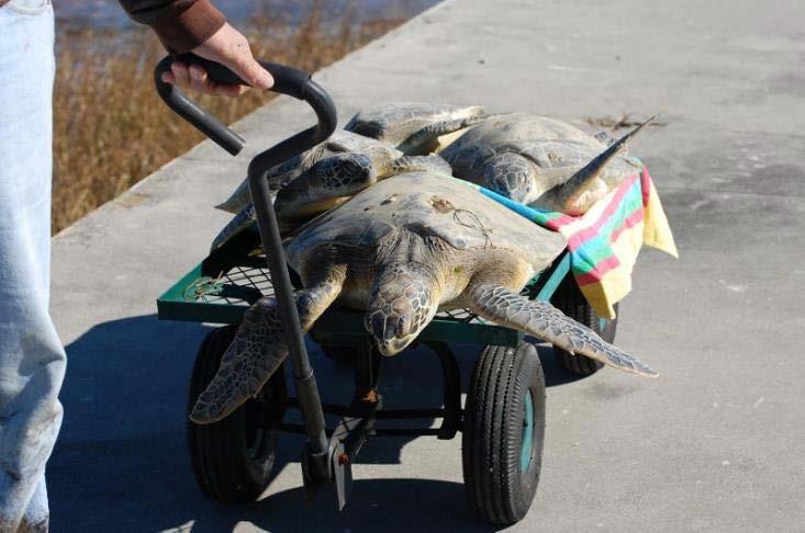 Sea Turtle Rescues