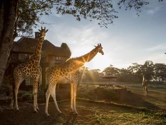 hotel, famous for its resident herd of giraffe.