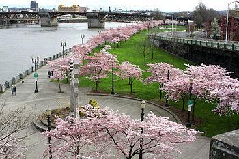 Tom McCall Waterfront Park, Oregon, USA (Completed in 1989) Public open space / waterfront park Uses; jogging, walking, biking, fountain play, boat watching with programmed events for festivals,