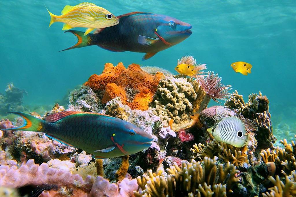 ENVIRONMENTALISM While surfing the waves and snorkeling through reefs,