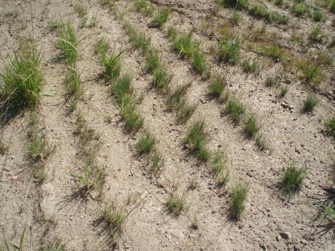 seeding effects are evident (Photo 2).