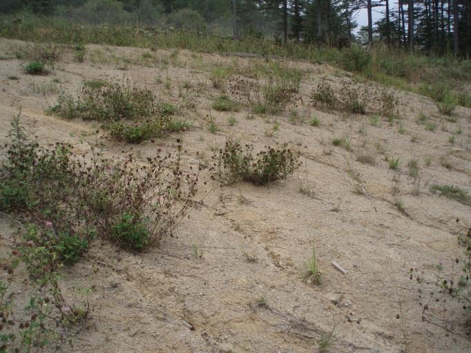 This slope is need of additional and more effective slope breakers and full bio-restoration.