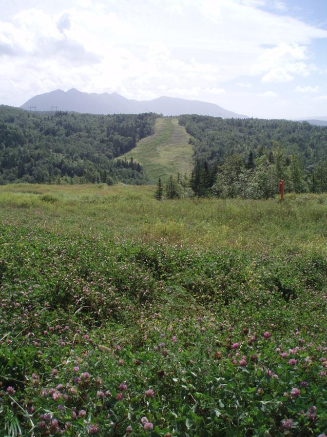 The slopes on both sides of the river have dense vegetation cover (Photos 1 and 2).