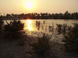 As a result, while the nesting grounds of the endangered green turtles near al-khor (or Kohr, al-khawr) are patrolled and the mangroves of the north are partly being replanted, the mangroves near al-