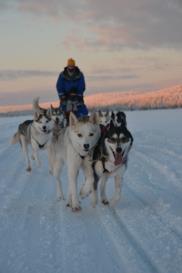 REINDEER SAFARI TO ICE FISHING LAKE This safari offers you an insight to how the life in Lapland used to be when you travel through the forest in traditional reindeer sleigh to a frozen lake.