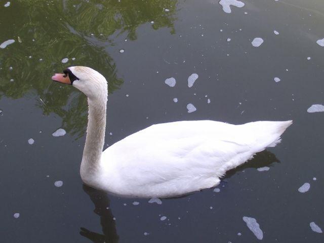 Swan on