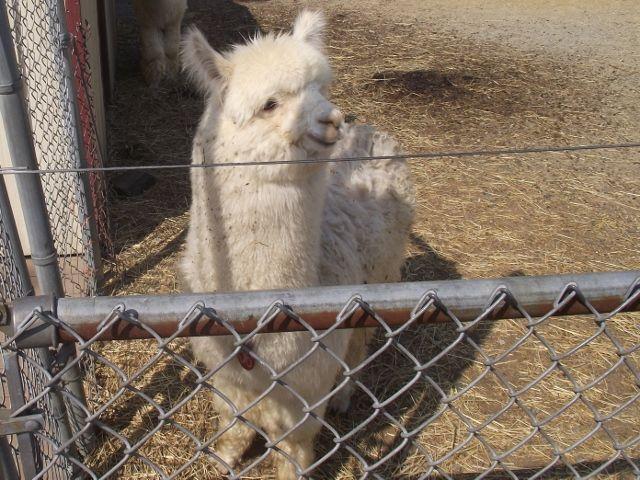 Don't know what this little Alpaca