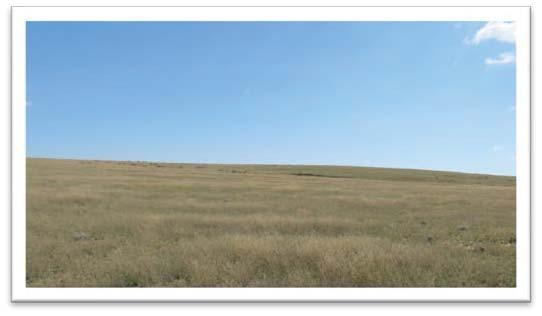Grama and buffalo grass production has been superb this season, and the ranch has