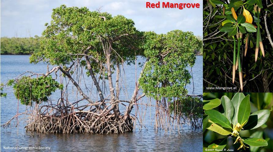 Probably most recognized by the arching prop roots and the drop roots coming down from the upper branches is the red mangrove (Rhizophora mangle).