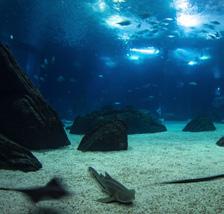 04 Places to visit 10 things to do and see 06 Oceanário de Lisboa (Lisbon Oceanarium) The Lisbon Oceanarium is one of Europe s finest aquariums, and one of the largest in the world.