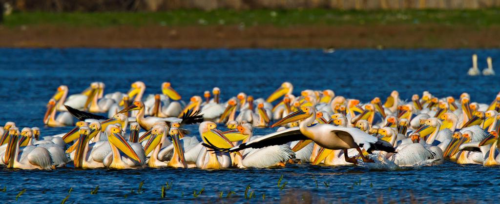 Danube Delta: Europe s most important breeding site for pelicans