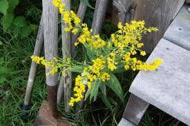 Residents may contact the Township if they believe a property has overgrown noxious weeds. The complaint must be in writing preferably using the complaint form.