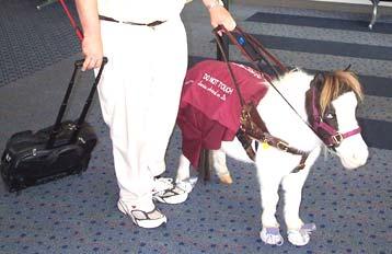 A service animal is a dog that is individually trained to do work or perform tasks for people with disabilities.