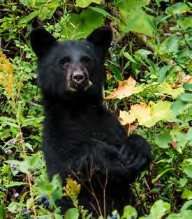WILDLIFE FIELD GUIDE Keep an eye out for these fascinating animals in Glacier. Grizzly Bears Grizzlies, also known as brown bears, weigh up to 700 pounds.