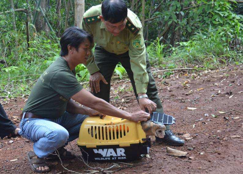 Enforcement Rescue and release During the past quarter, 32 individuals of 19 endangered wildlife species were rescued including Sun Bear, Moon Bear, Yellowcheeked Crested Gibbon, Pygmy Loris,