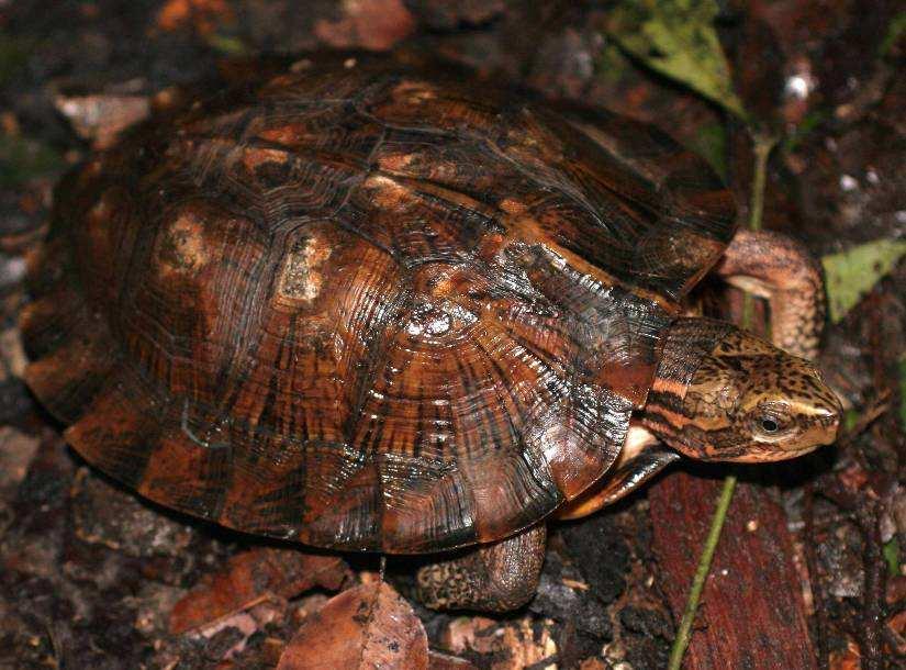 The Asian Leaf Turtle might be listed in the Vietnam Red Book soon if the species is continuously hunted and killed.